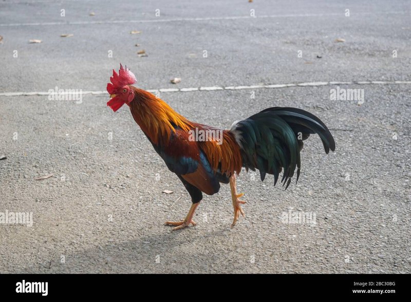 Jocul Chick'n Road: Ce poți câștiga prin acest slot în România - prezentare generală Jocul Chick'n Road: Ce poți câștiga prin acest slot în România - prezentare generală